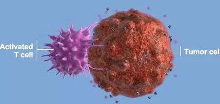 Cancer - the Integrative Oncology Approach Cancer - the Integrative Oncology Approach